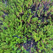 Fjellkrekling (Empetrum nigrum subsp. hermaphroditum)