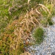 Kvassbunke (Deschampsia cespitosa)