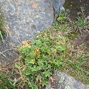 Alpine Lady's-mantle (Alchemilla alpina)