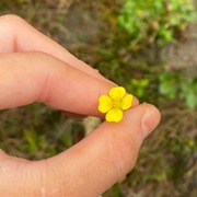 Tepperot (Potentilla erecta)