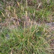 Gulaks (Anthoxanthum odoratum)