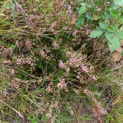 Røsslyng (Calluna vulgaris)
