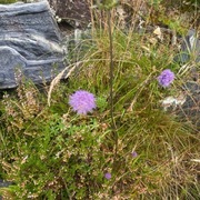 Blåknapp (Succisa pratensis)