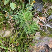 Furu (Pinus sylvestris)