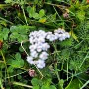 Ryllik (Achillea millefolium)