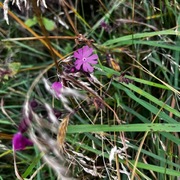 Rød jonsokblom (Silene dioica)