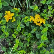 Firkantperikum (Hypericum maculatum)