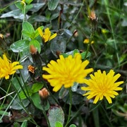 Føllblom (Scorzoneroides autumnalis)