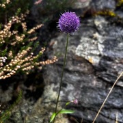 Blåknapp (Succisa pratensis)