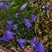 Blåklokke (Campanula rotundifolia)