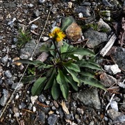 Gullris (Solidago virgaurea)