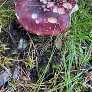 Soppriket (Fungi)