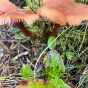 Soppriket (Fungi)