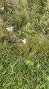 Ryllik (Achillea millefolium)