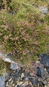 Røsslyng (Calluna vulgaris)