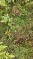 Firkantperikum (Hypericum maculatum)