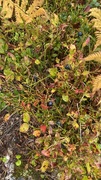 Blåbær (Vaccinium myrtillus)