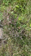 Røsslyng (Calluna vulgaris)