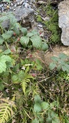 Bringebær (Rubus idaeus)