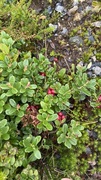 Tyttebær (Vaccinium vitis-idaea)