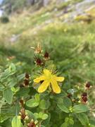 Firkantperikum (Hypericum maculatum)