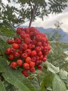 Rogn (Sorbus aucuparia)