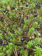 Krekling (Empetrum nigrum)