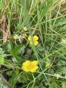 Tepperot (Potentilla erecta)