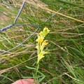 Lintorskemunn (Linaria vulgaris)