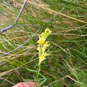 Lintorskemunn (Linaria vulgaris)