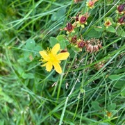 Firkantperikum (Hypericum maculatum)