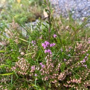 Røsslyng (Calluna vulgaris)