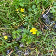 Tepperot (Potentilla erecta)