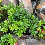 Tyttebær (Vaccinium vitis-idaea)