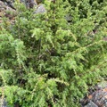 Einer (Juniperus communis)