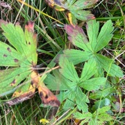 Skogstorkenebb (Geranium sylvaticum)