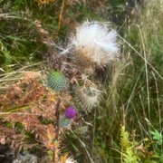 Veitistel (Cirsium vulgare)