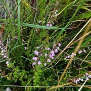 Røsslyng (Calluna vulgaris)