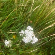 Ryllik (Achillea millefolium)