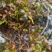 Blåbær (Vaccinium myrtillus)