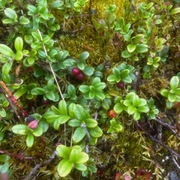 Tyttebær (Vaccinium vitis-idaea)