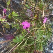 Rød jonsokblom (Silene dioica)