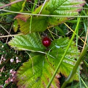 Teiebær (Rubus saxatilis)