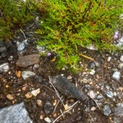 Mørk jordhumle (Bombus terrestris)