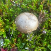 Orange Birch Bolete (Leccinum versipelle)