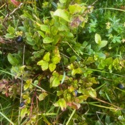 Blåbær (Vaccinium myrtillus)