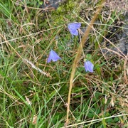 Blåklokke (Campanula rotundifolia)