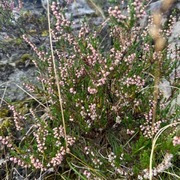 Røsslyng (Calluna vulgaris)