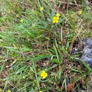 Tepperot (Potentilla erecta)