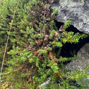 Krekling (Empetrum nigrum)